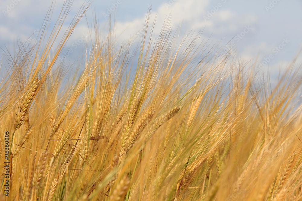 Large field of fresh wheat in countryside Large field of fresh wheat in countryside