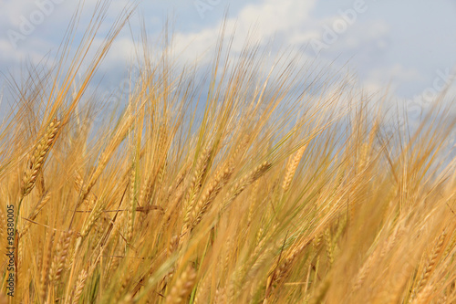 Large field of fresh wheat in countryside