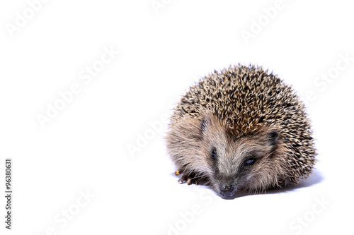 hedgehog isolated on white looking into camera