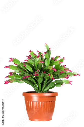 Christmas Cactus schlumbergera isolated on white background