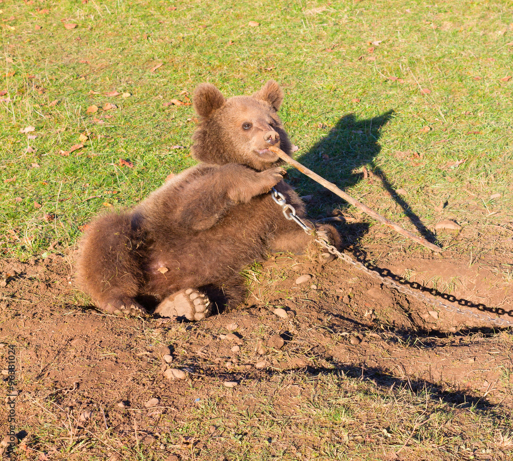 Obraz premium brown circus bear plays with a wooden stick sitting on the chain