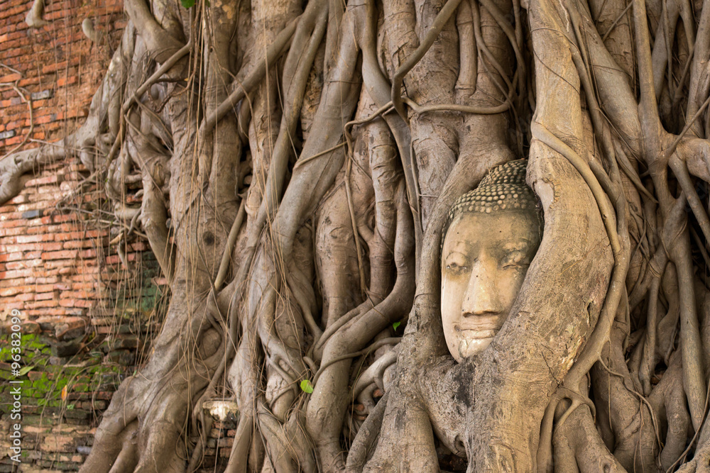 Buddha head in tree root
