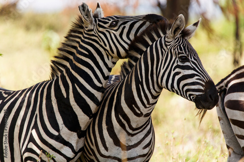 Fototapeta Naklejka Na Ścianę i Meble -  Zebrafreunde