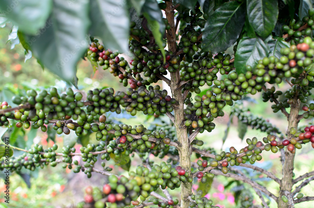 Coffee tree with ripe Coffee tree with ripe