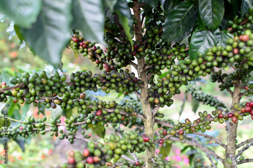 Coffee tree with ripe