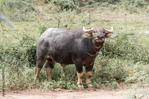 The water buffalo or domestic Asian water buffalo