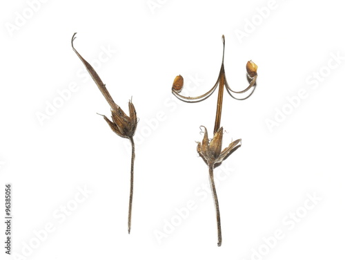 Obraz na plátně Seeds from cranesbill plant on white background