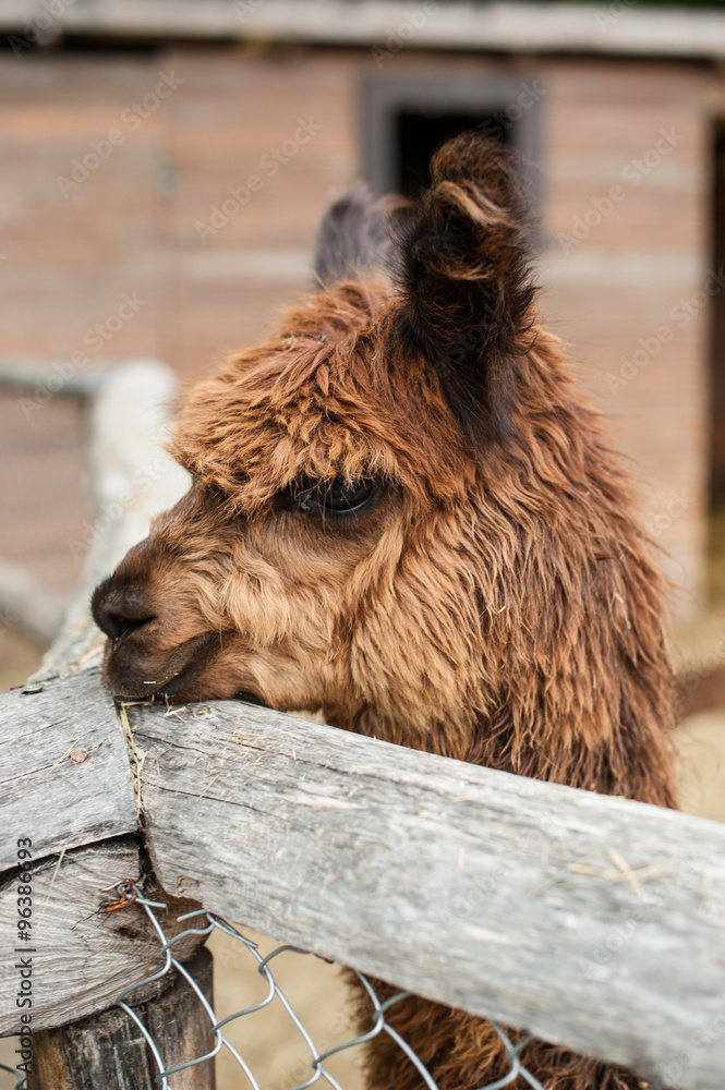 Photo Lama, who leaned his head on the wooden fence