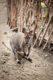 Small kangaroo walks in his cage, in the background wooden fence