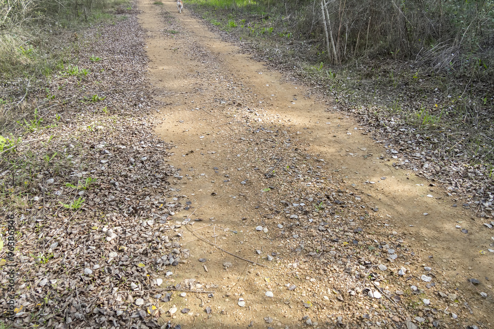 Rural dirt road in the middle of nature Rural dirt road in the middle of nature
