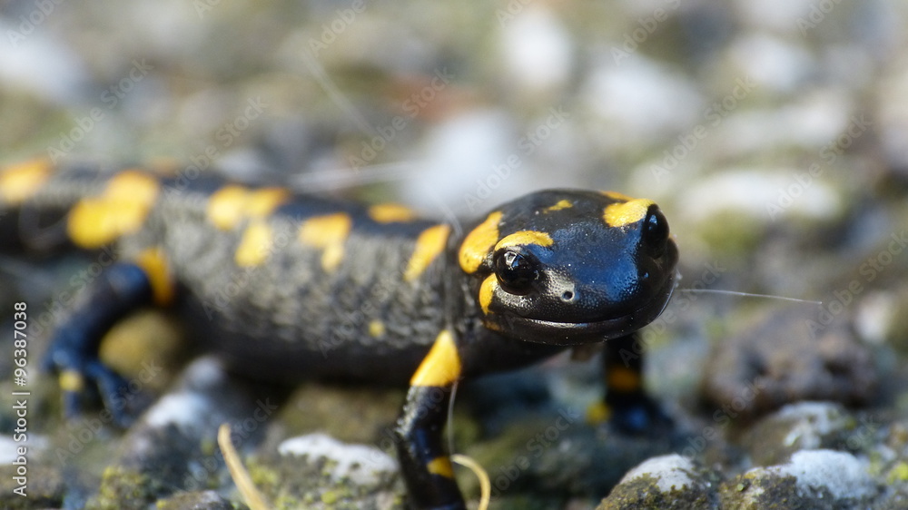 Feuersalamander Feuersalamander