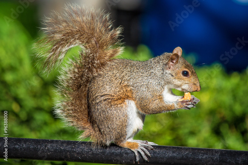 Auf einer Parkbank sitzendes Grauhörnchen mit einer Nuss (Sciurus carolinensis) grey squirrel