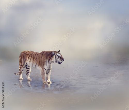 Fototapeta Naklejka Na Ścianę i Meble -  Tiger Near Water