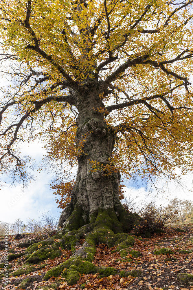 Faggio secolare in autunno