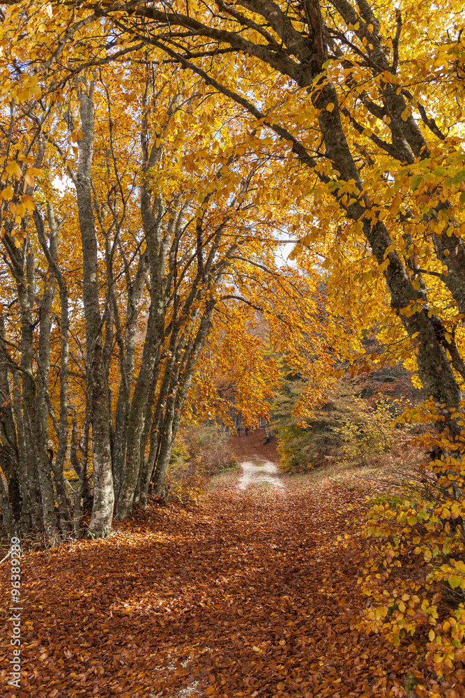 Sentiero nella foresta in autunno. Tappeto di foglie rosse