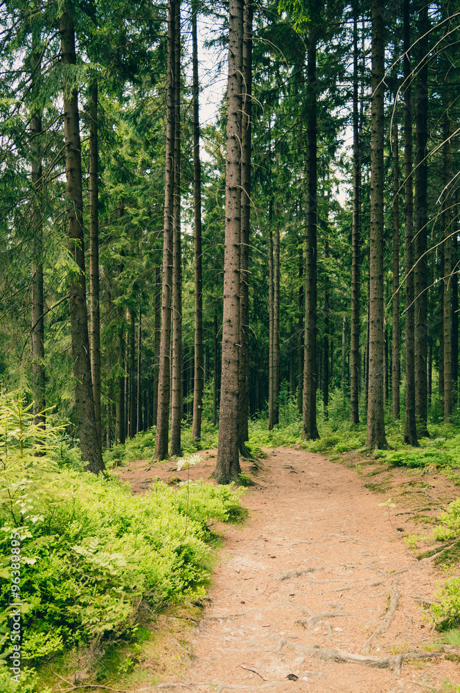 Fototapeta premium Forest trail in summer