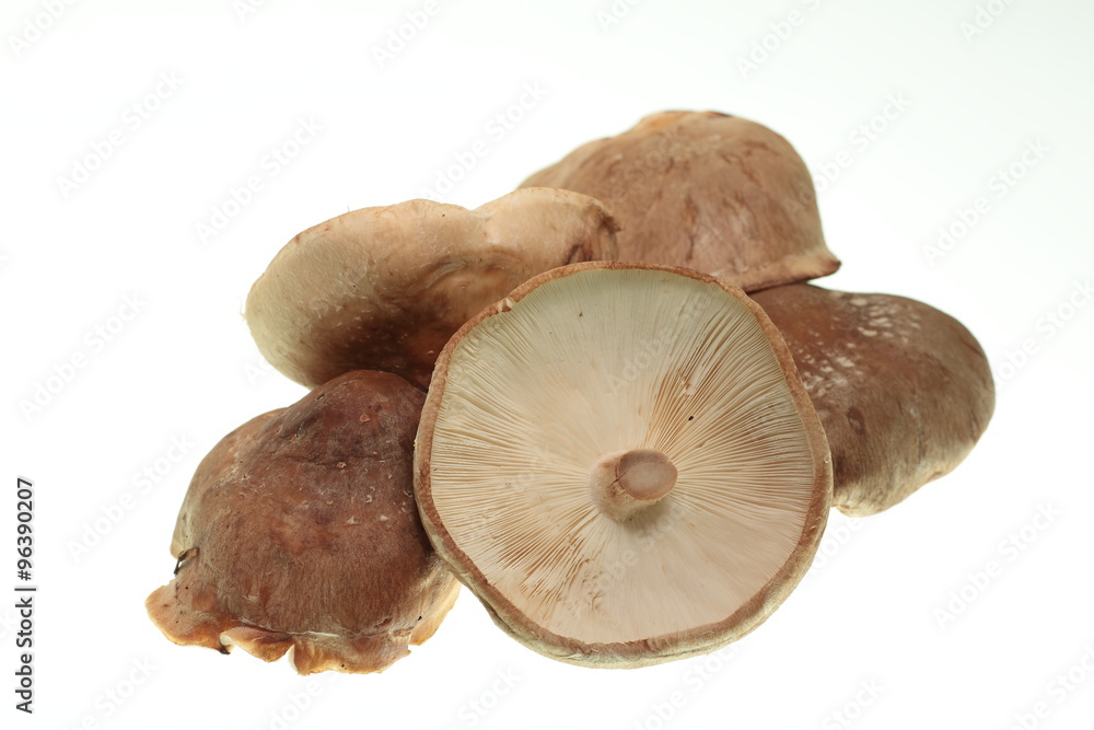 mushrooms on a plate on white background mushrooms on a plate on white background