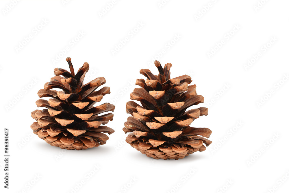 Brown pine cones isolated on white background Brown pine cones isolated on white background