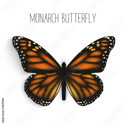 Monarch butterfly isolated realistic