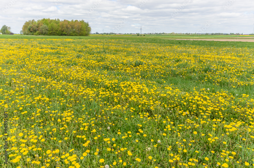 Obraz premium flowers