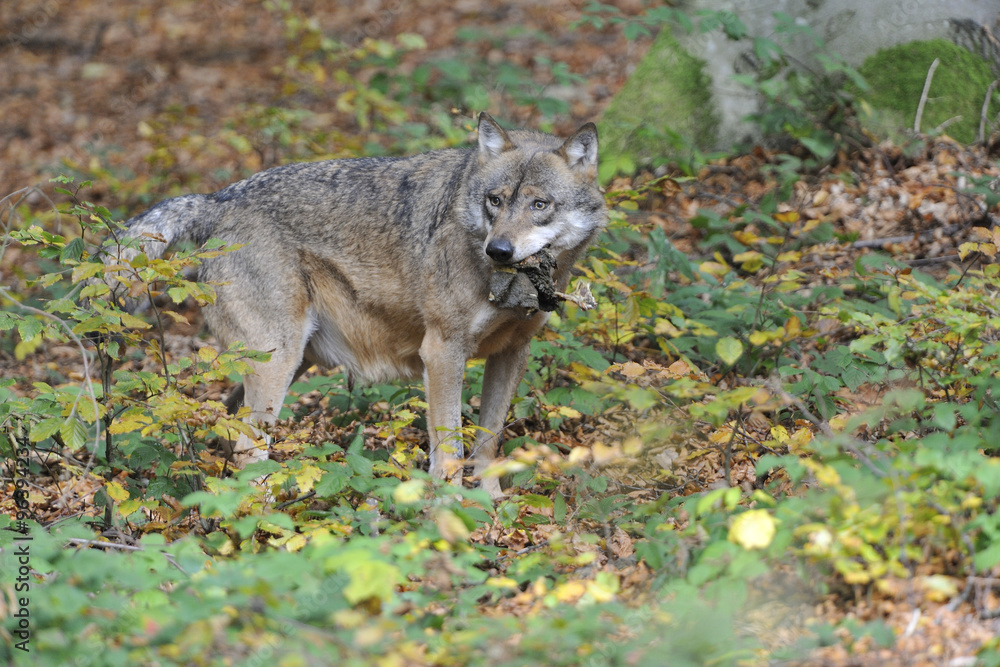 Naklejka premium Eropäischer Grauwolf
