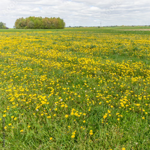 meadow