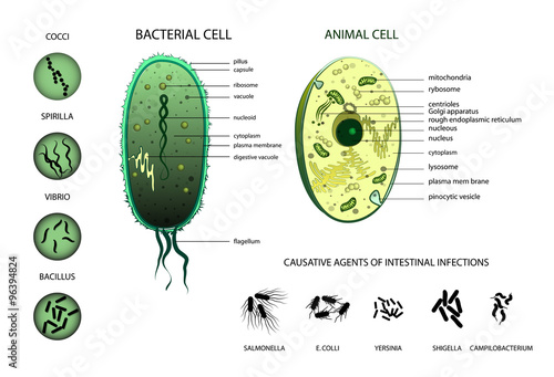 Microbiology. Animal cell, bacterium. photo