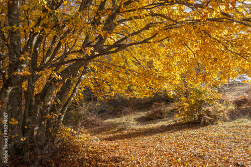 Faggio  in autunno, foglie gialle photo