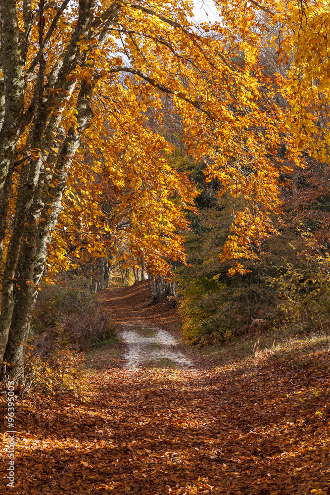 Sentiero di montagna in autunno ricoperto di foglie rosse