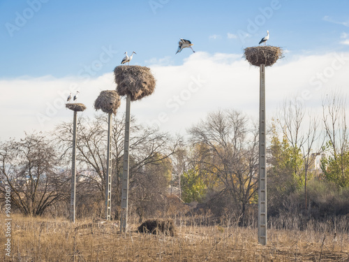 nests antennas