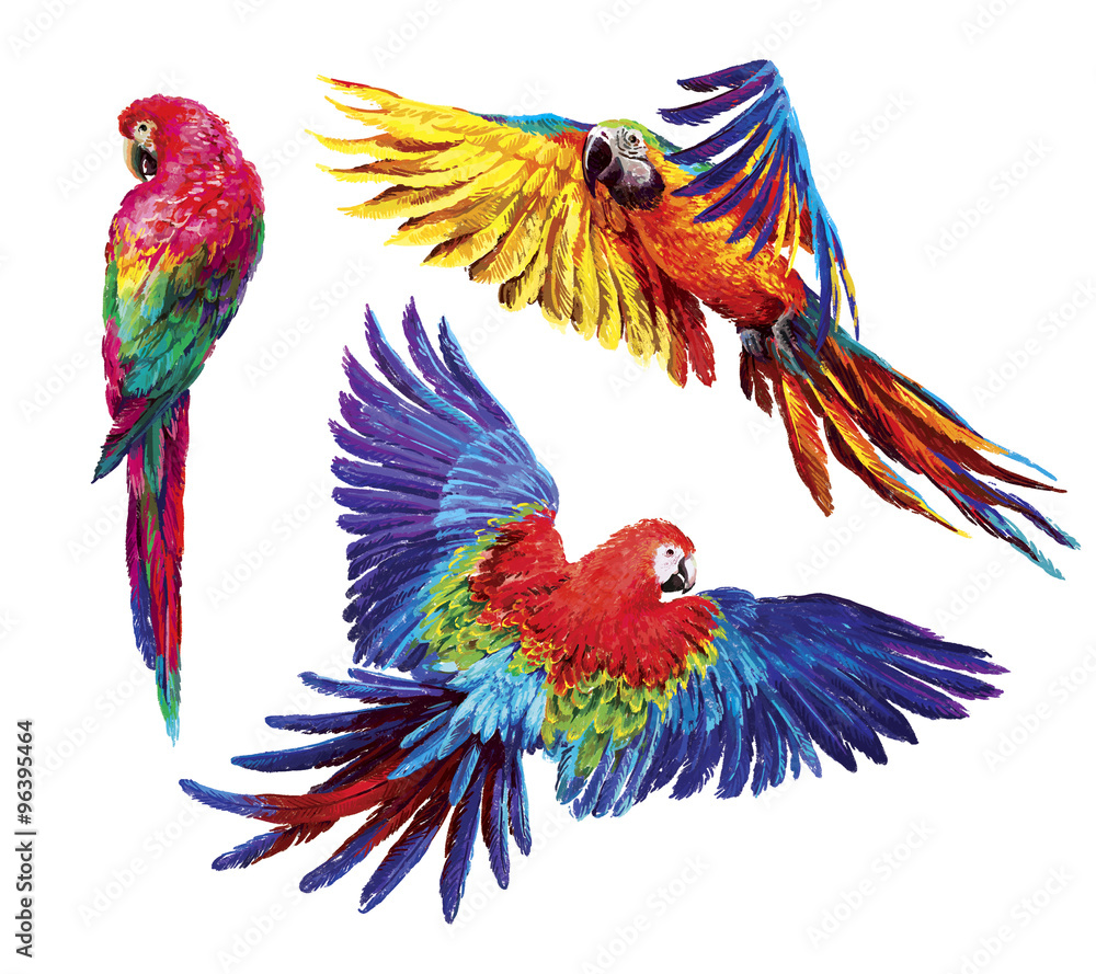 Obraz premium Colorful realistic parrots macaw