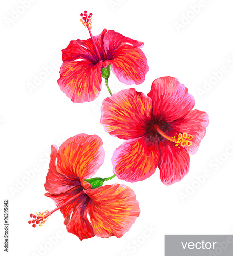 Tropical plants hibiscus flower