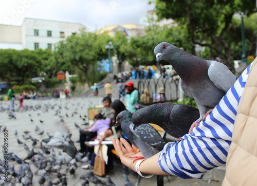 Feeding pigeon from hand