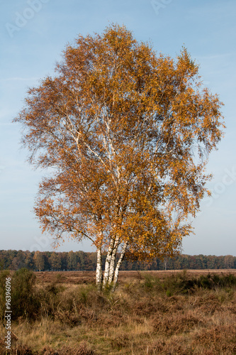 Boom in herfstkleur op de heide