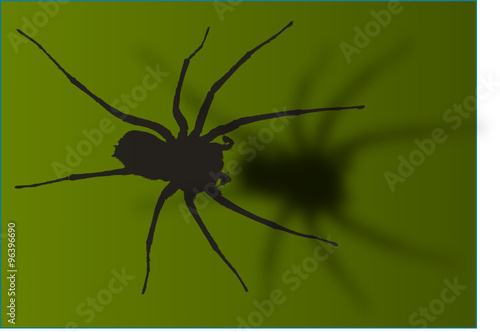 spider 