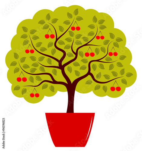 cherry tree in pot