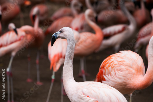 Group of pink flamingos in its natural environment
