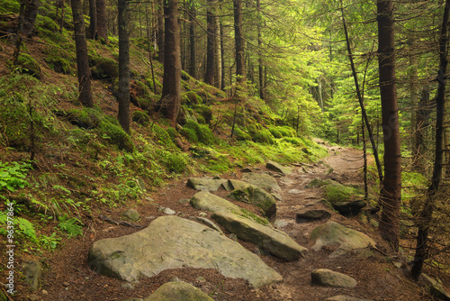 Walkway in the summer forest. Beautiful natural landscape in the summer time