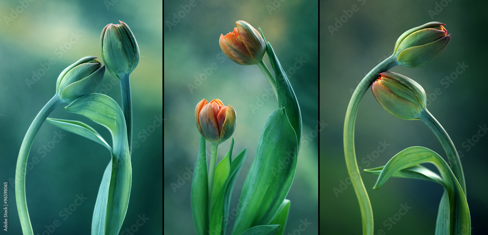Zielone tulipany - tryptyk - obrazy, fototapety, plakaty 