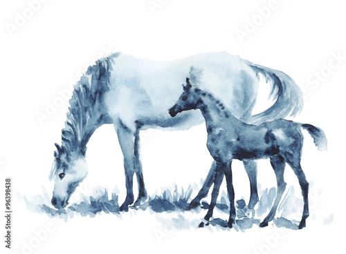 Watercolor mare and foal on white. Beautiful hand drawing illustration of two horses on field.