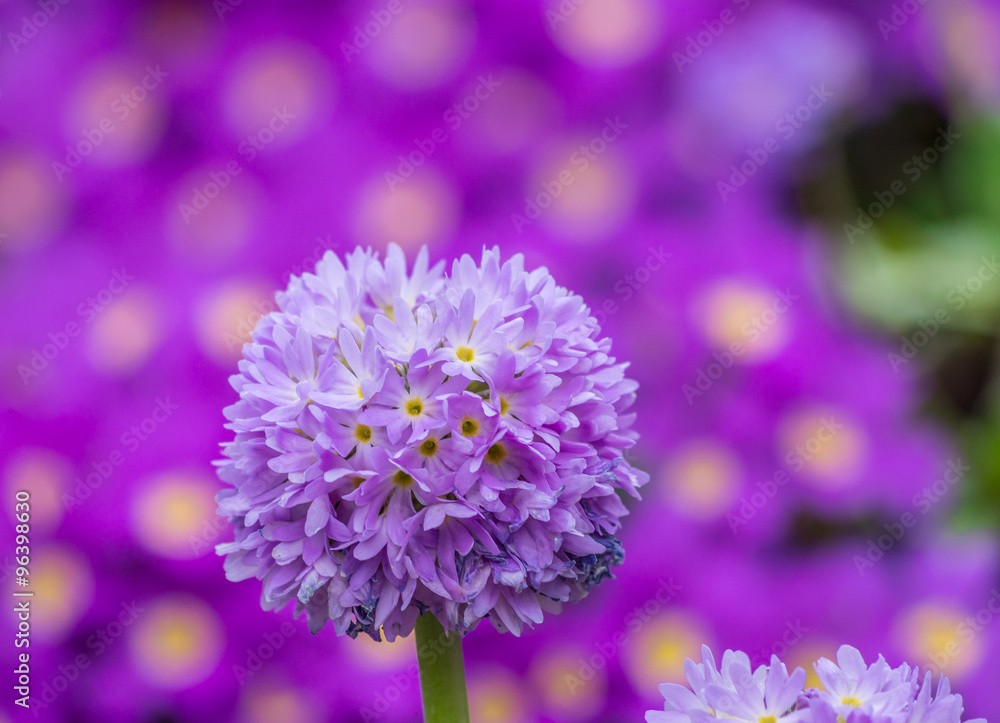 Blooming drumstick primrose with blurred flowers background Blooming drumstick primrose with blurred flowers background