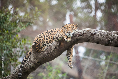 Cheetah sleeping on the tree in zoo