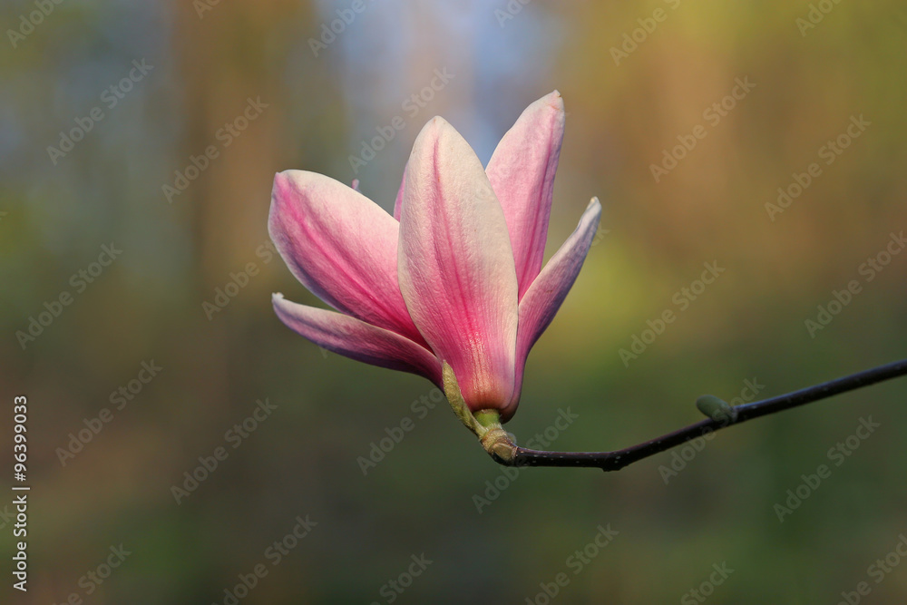 Obraz premium Delicate pink magnolia flower on a blurred background