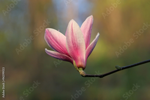 Delicate pink magnolia flower on a blurred background