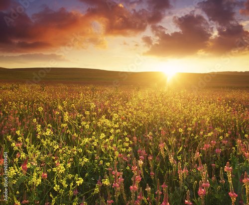 Field with flowers during sundown. Beautiful summer landscape