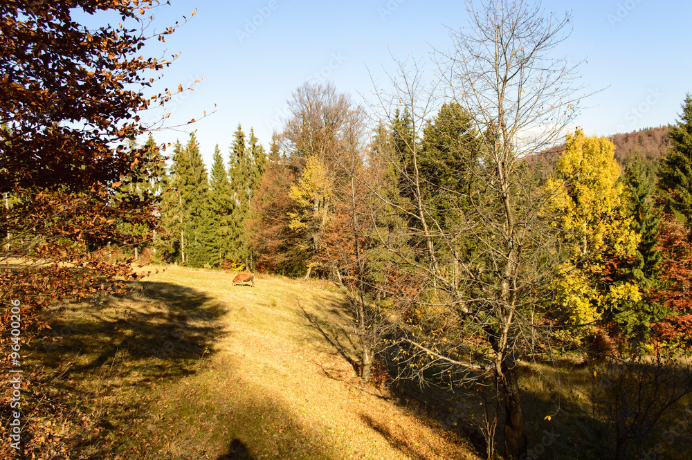 Obraz premium Colorful autumn landscape in the mountains