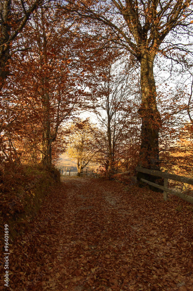 trail with river through the autumn forest
trail with river through the autumn forest