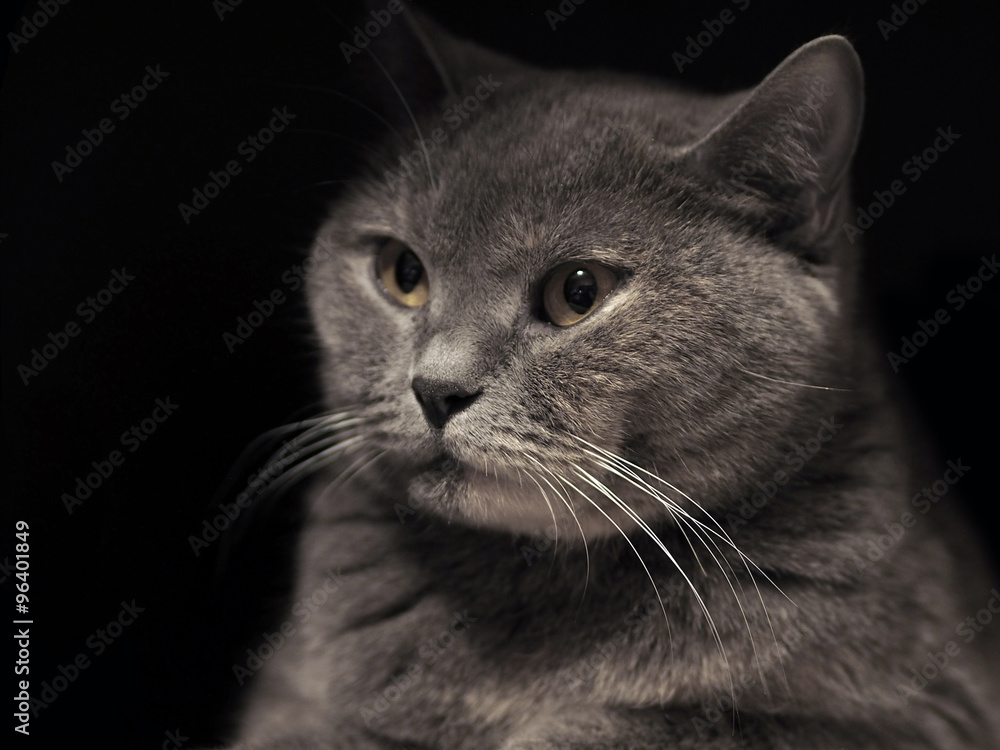 Cheshire cat. Portrait of a cat. British Shorthair cat breed. The sight of a cat. Cat's-eye. Cheshire smile. Pet cat on a black background. Cheshire cat. Portrait of a cat. British Shorthair cat breed. The sight of a cat. Cat's-eye. Cheshire smile. Pet cat on a black background.