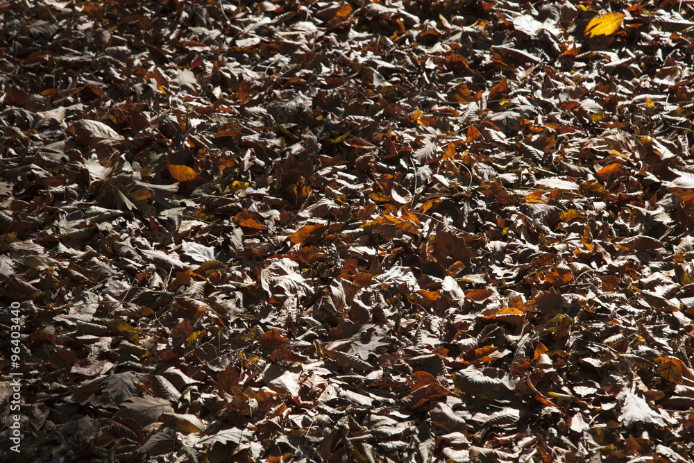 autumn leaves autumn leaves