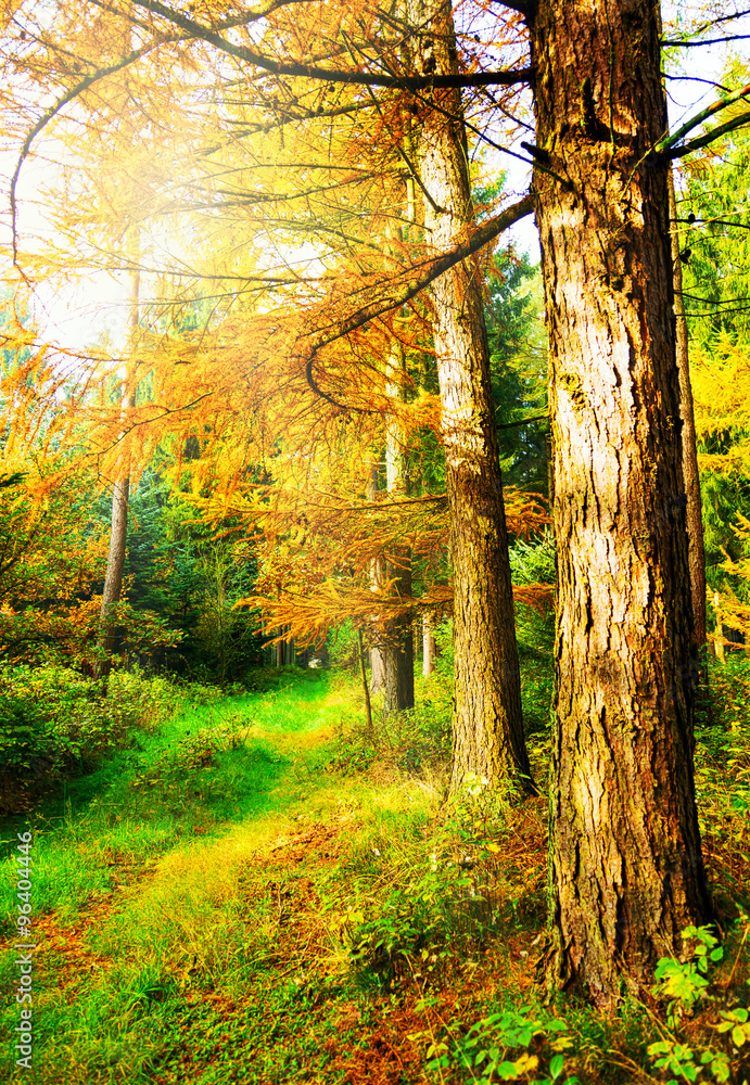 Obraz premium herbstlicher Waldweg